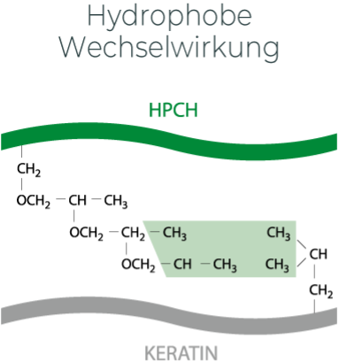 Hydrophobe Wechselwirkung keratin
