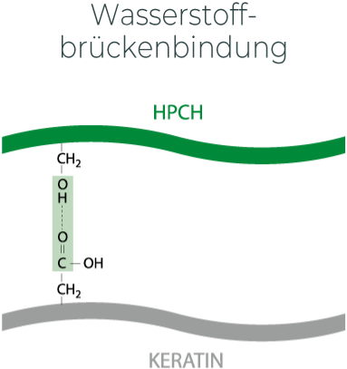 Wasserstoff-bruckenbindung keratin